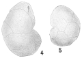 Chromista - Foraminifera (foraminifers)