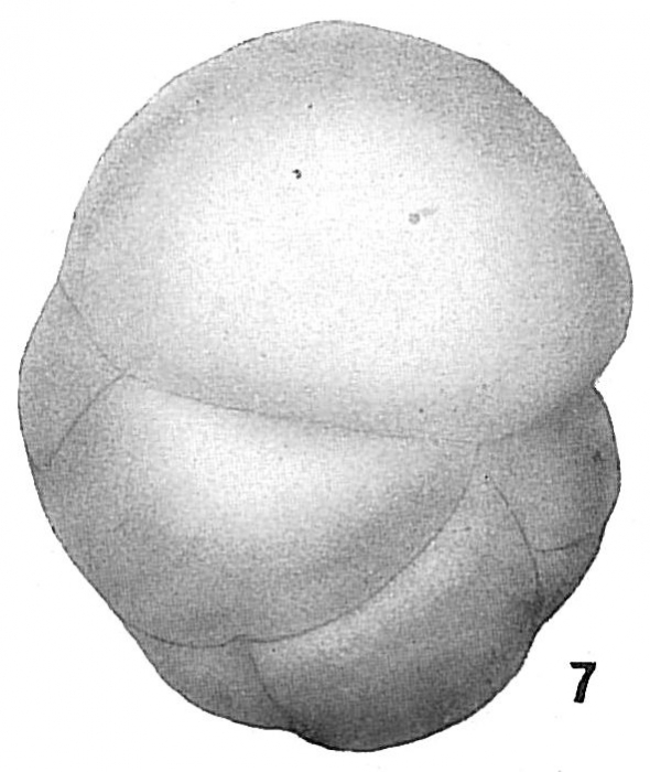 Cassidulina crassa Cassidulina crassa