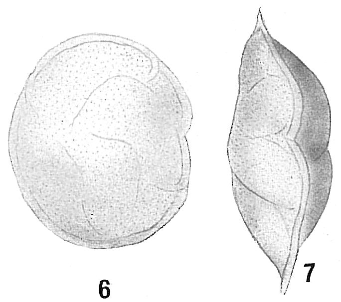 Cassidulina laevigata carinata