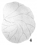 Chromista - Foraminifera (foraminifers)