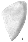 Chrysalidina dimorpha
