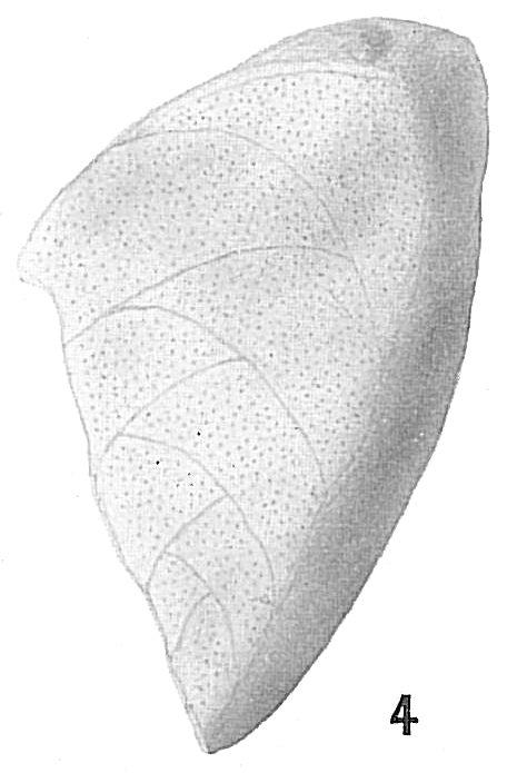 Chrysalidina dimorpha Chrysalidina dimorpha