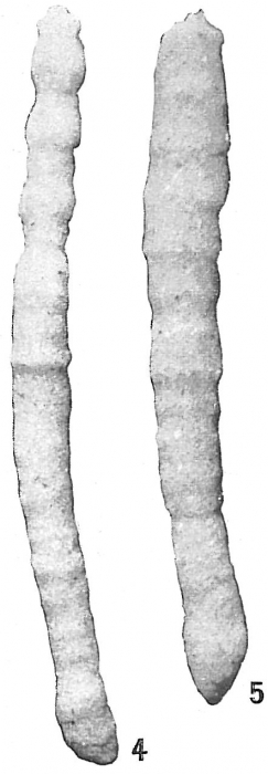 Clavulina communis Clavulina communis