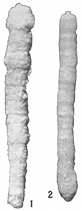 Clavulina occidentalis