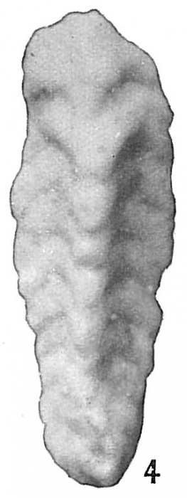 Clavulina tricarinata Clavulina tricarinata