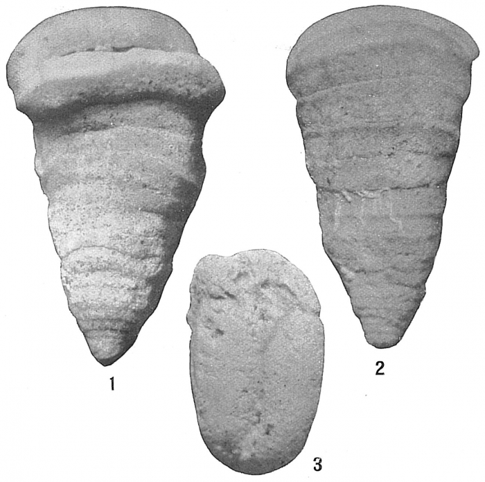 Cuneolina angusta Cuneolina angusta