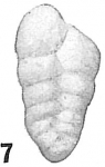 Gaudryina chilostoma
