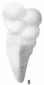 Gaudryina convexa cf. Cushman, 1911