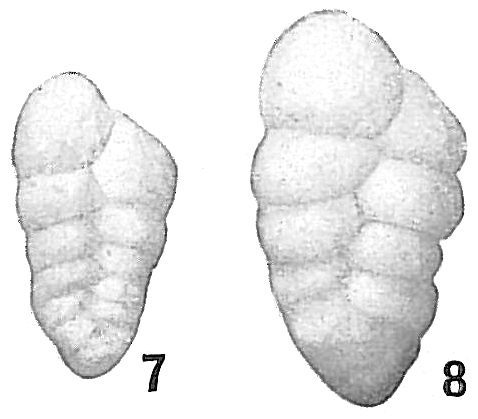 Gaudryina pseudofiliformis