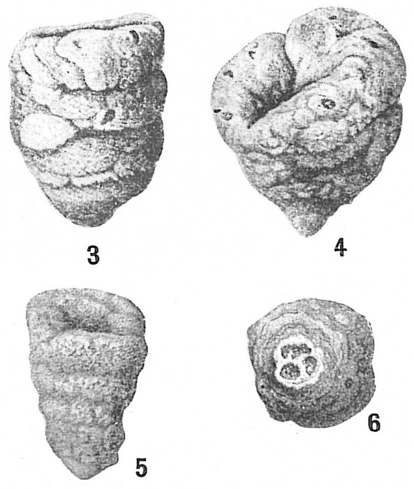 Gaudryina rudis Gaudryina rudis