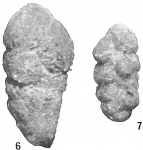 Chromista - Foraminifera (foraminifers)