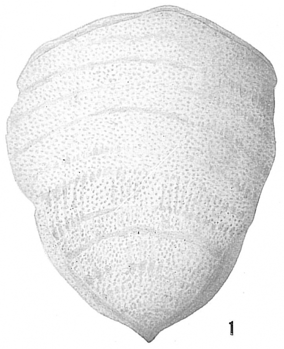 Pavonina atlantica Pavonina atlantica