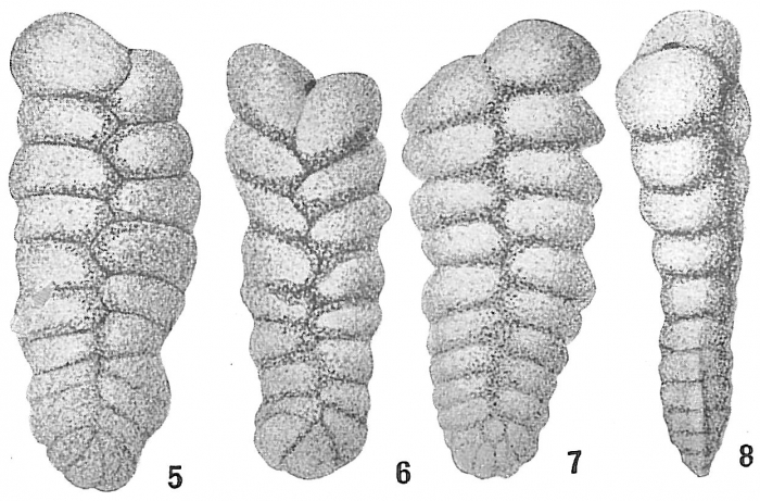 Spiroplecta wrightii Spiroplecta wrightii