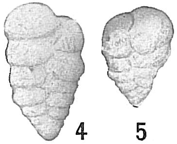 Textularia agglutinans