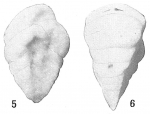 Chromista - Foraminifera (foraminifers)