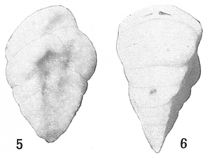 Textularia albatrossi