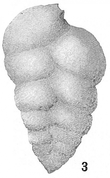 Textularia catenata