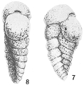 Chromista - Foraminifera (foraminifers)