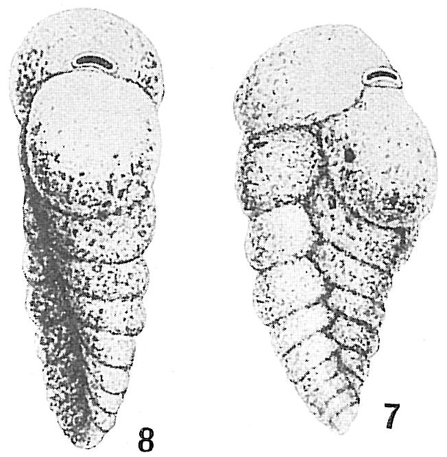 Textularia concava var. heterostoma Textularia concava var. heterostoma