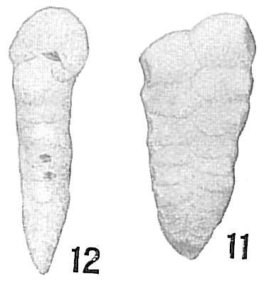 Textularia floridana Textularia floridana
