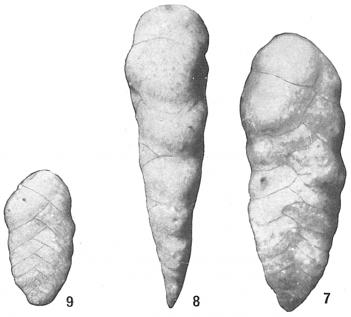 Textularia luculenta Textularia luculenta