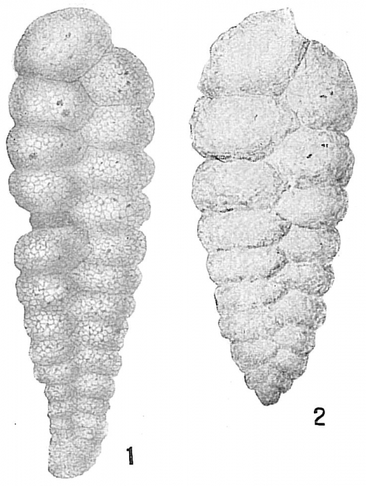 Textularia parvula