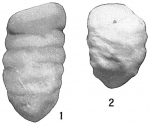 Chromista - Foraminifera (foraminifers)