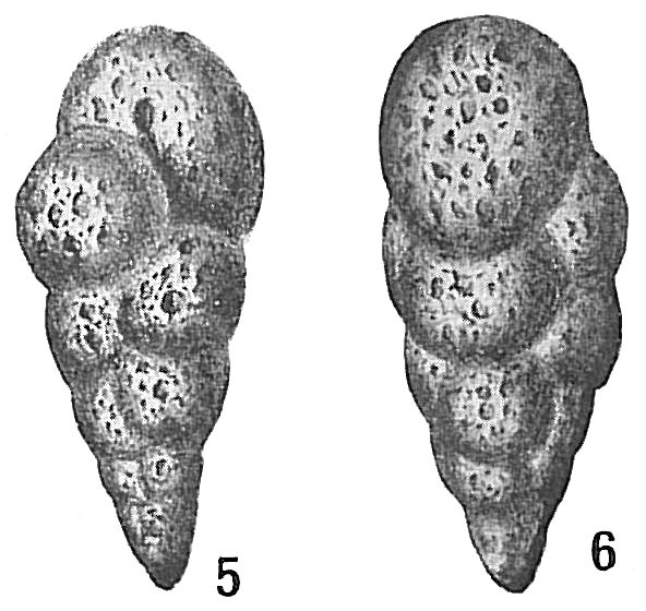 Verneuilina scabra Verneuilina scabra