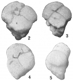 Valvulina oviedoiana