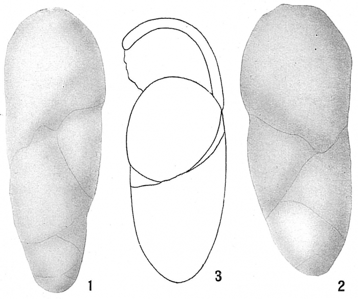 Virgulina advena Virgulina advena