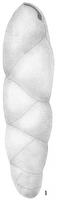 Virgulina bradyi Virgulina bradyi
