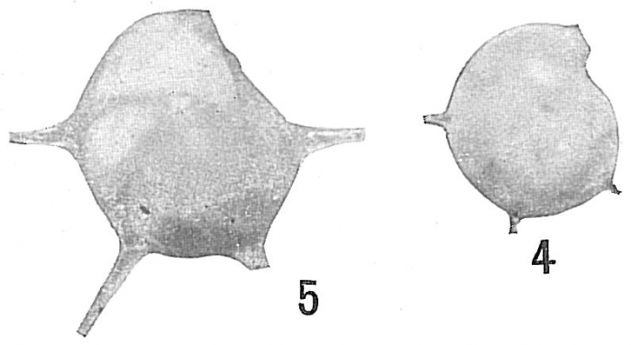 Cristellaria calcar Cristellaria calcar