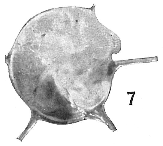 Cristellaria calcar Cristellaria calcar