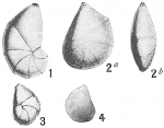 Chromista - Foraminifera (foraminifers)