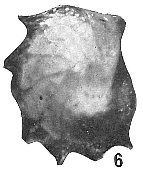 Cristellaria formosa Cristellaria formosa