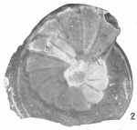 Chromista - Foraminifera (foraminifers)