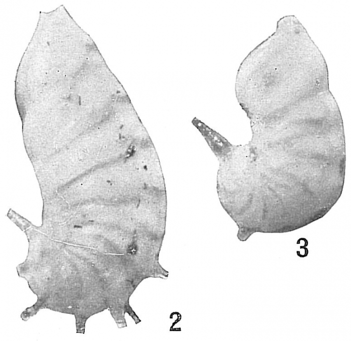 Cristellaria limbata Cristellaria limbata