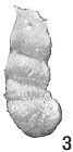 Cristellaria marginulinoides