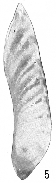 Cristellaria obtusata var. subalata