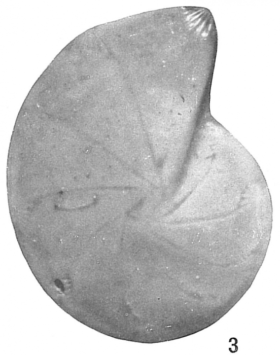 Cristellaria occidentalis glabrata Cristellaria occidentalis glabrata