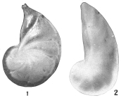 Cristellaria occidentalis