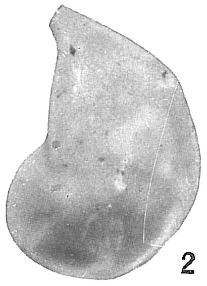 Cristellaria occidentalis