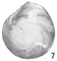 Chromista - Foraminifera (foraminifers)