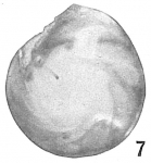 Cristellaria orbicularis