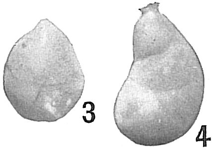 Cristellaria peregrina