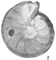 Chromista - Foraminifera (foraminifers)