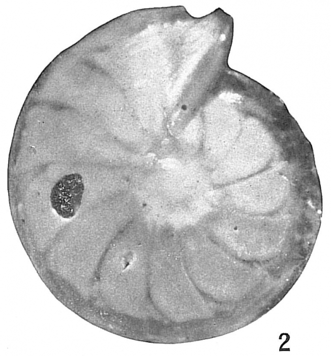 Cristellaria rotulata Cristellaria rotulata
