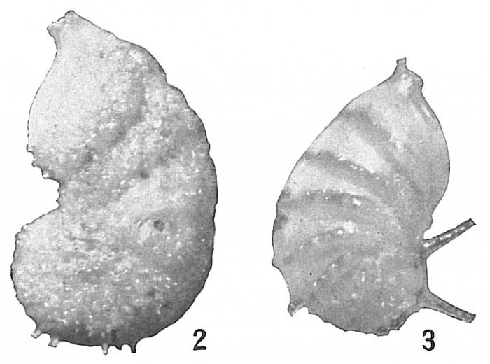 Cristellaria subaculeata glabrata