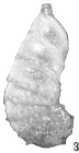 Cristellaria subaculeata glabrata