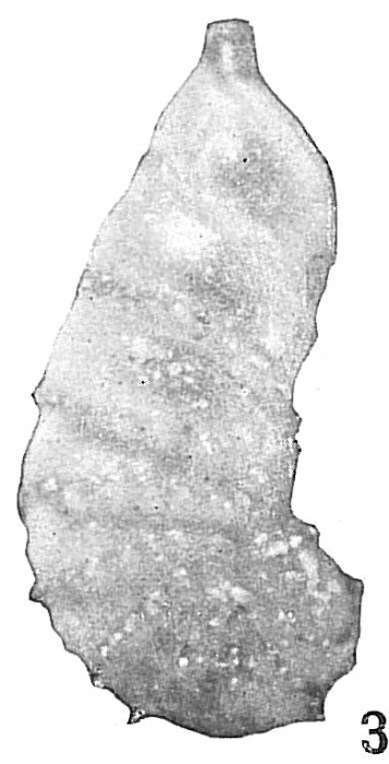 Cristellaria subaculeata glabrata